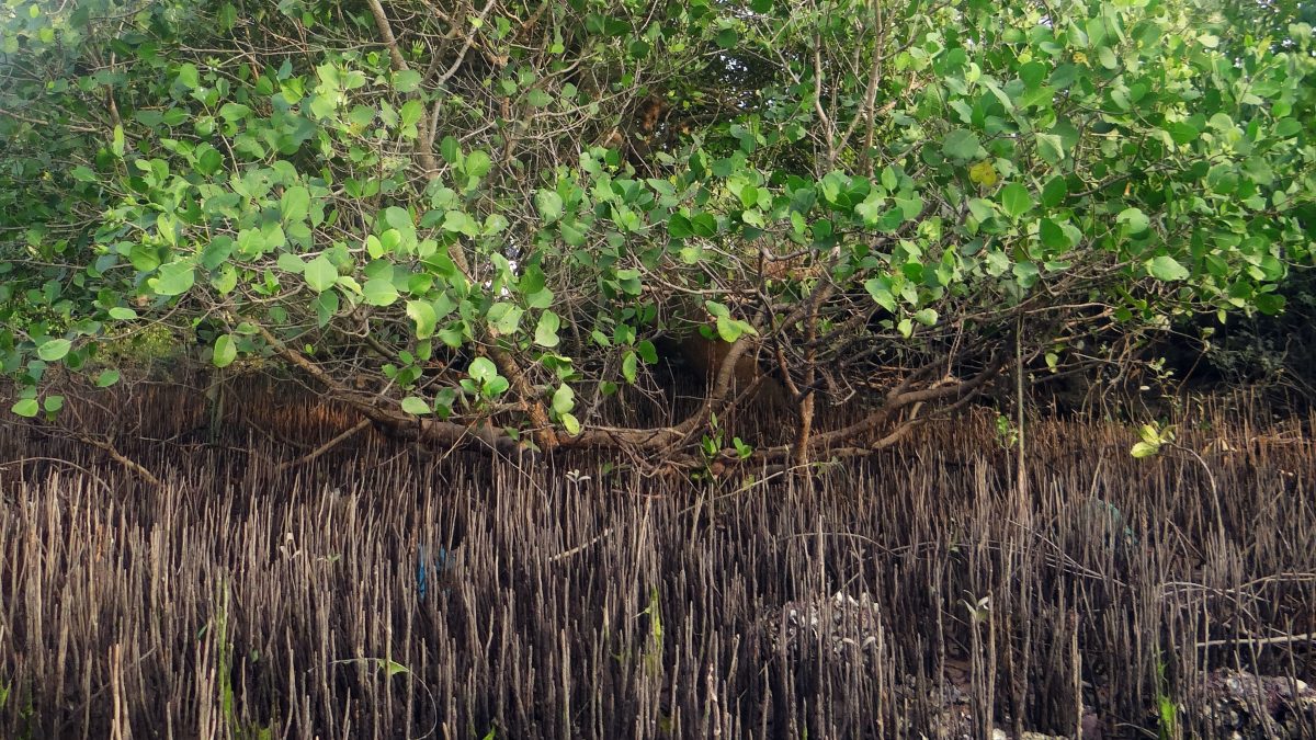 mangrove-910269