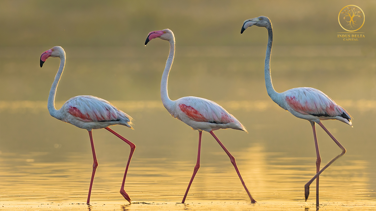 Greater Flamingo's