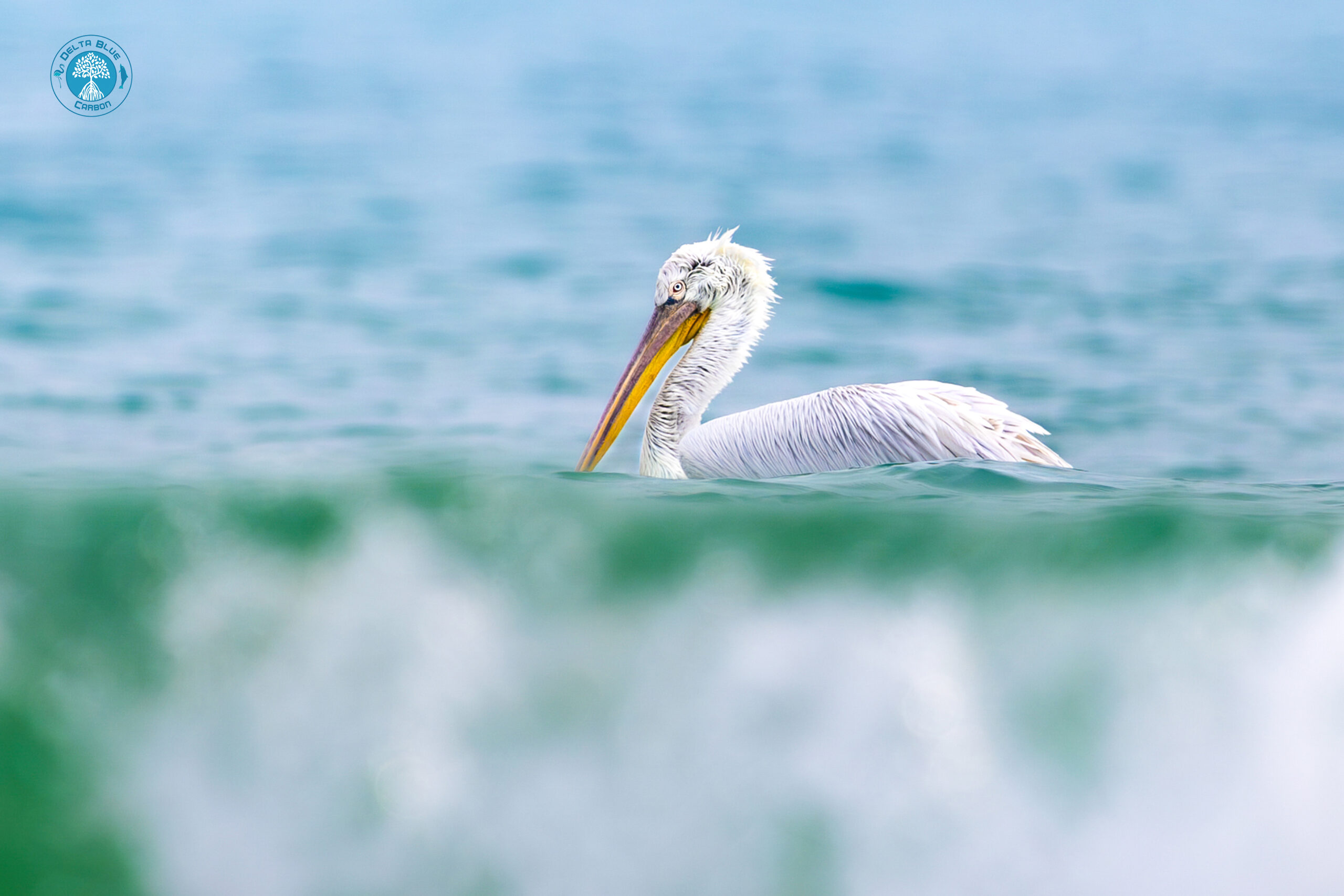 Dalmatian-Pelican