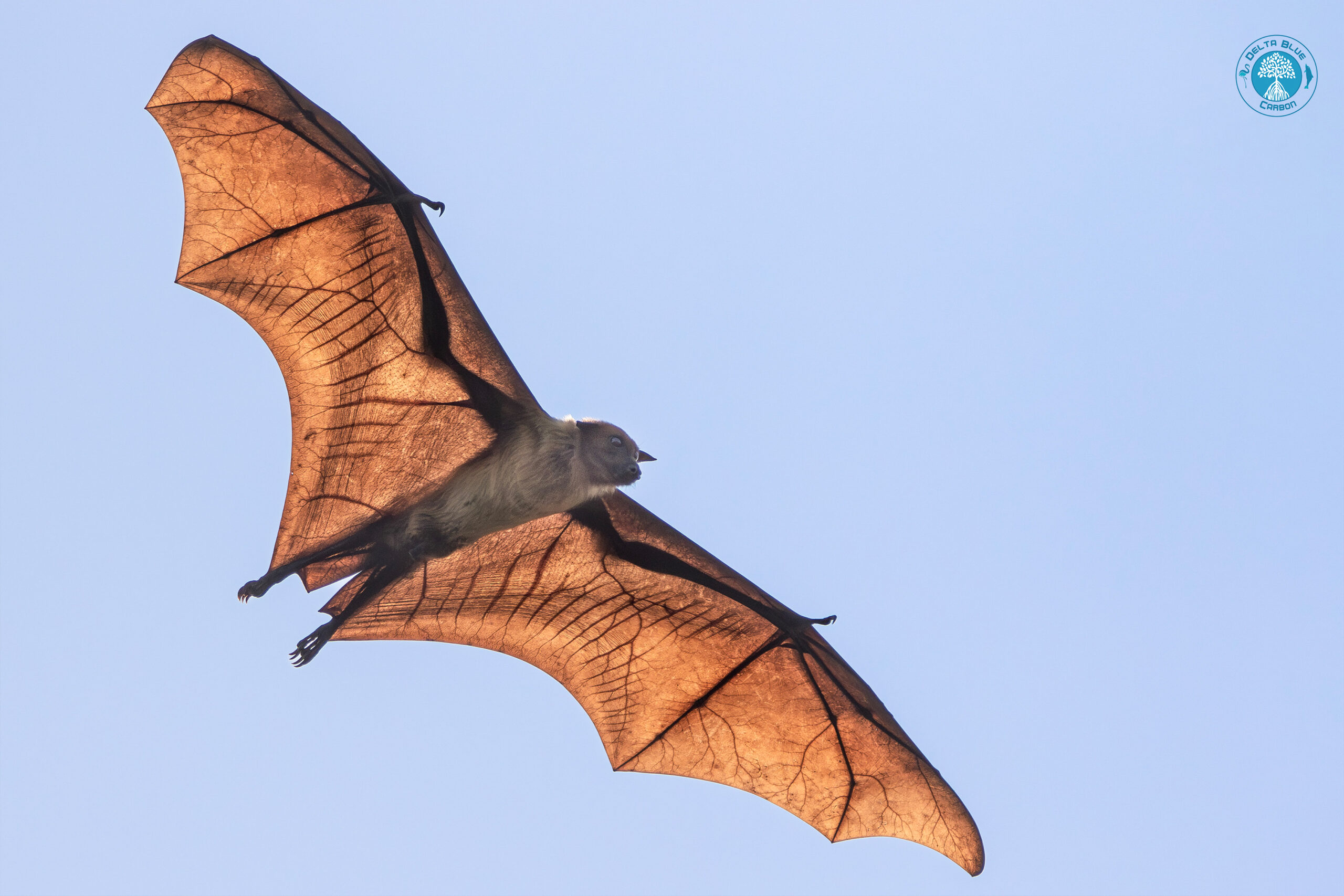 Fruit-Bat