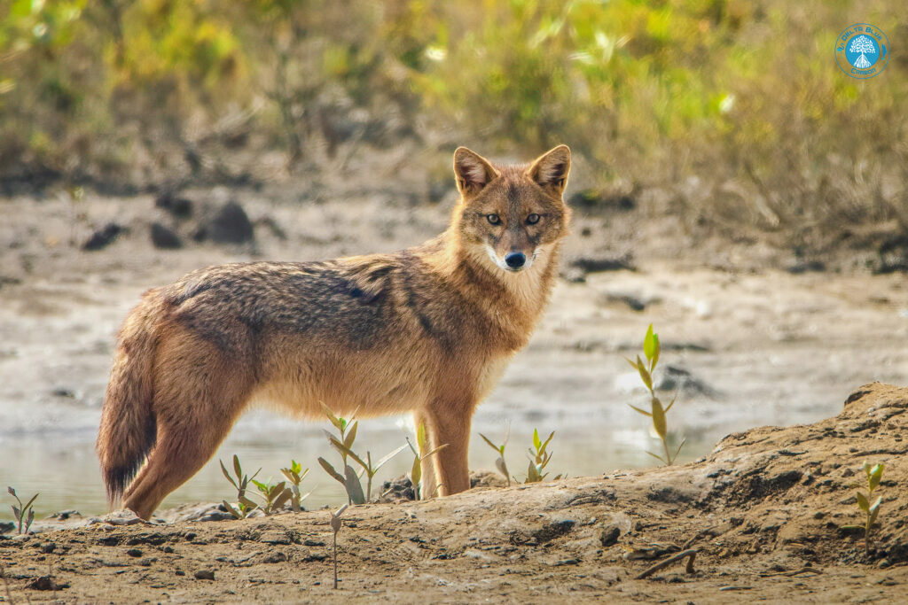 Golden Jackal
