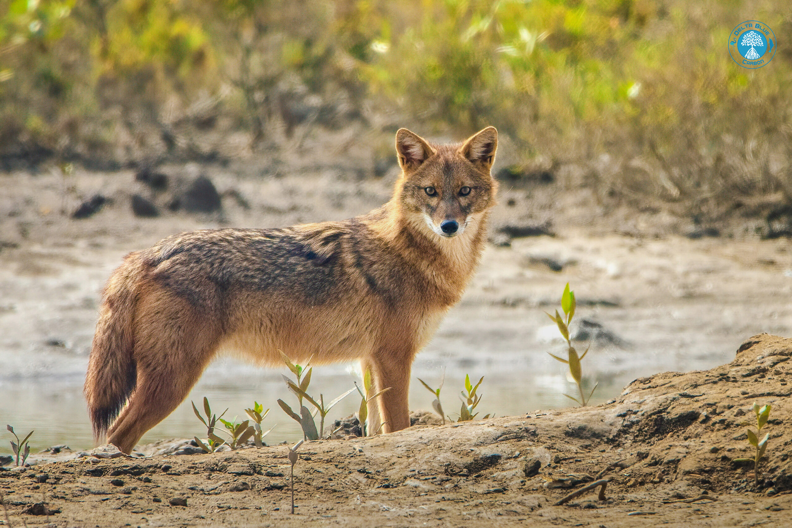 Golden Jackal