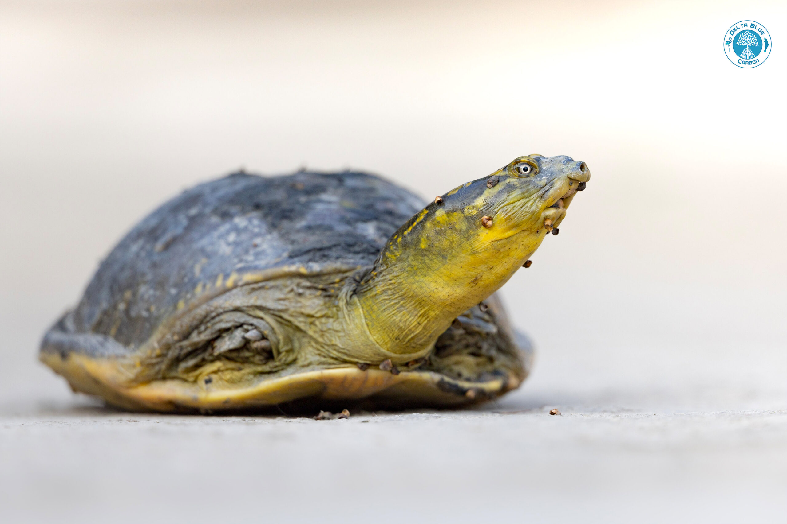 Indian-Flapshell-Turtle