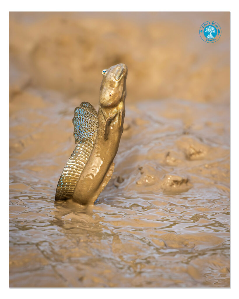 Dussumier's Mudskipper (Boleophthalmus dussumieri)