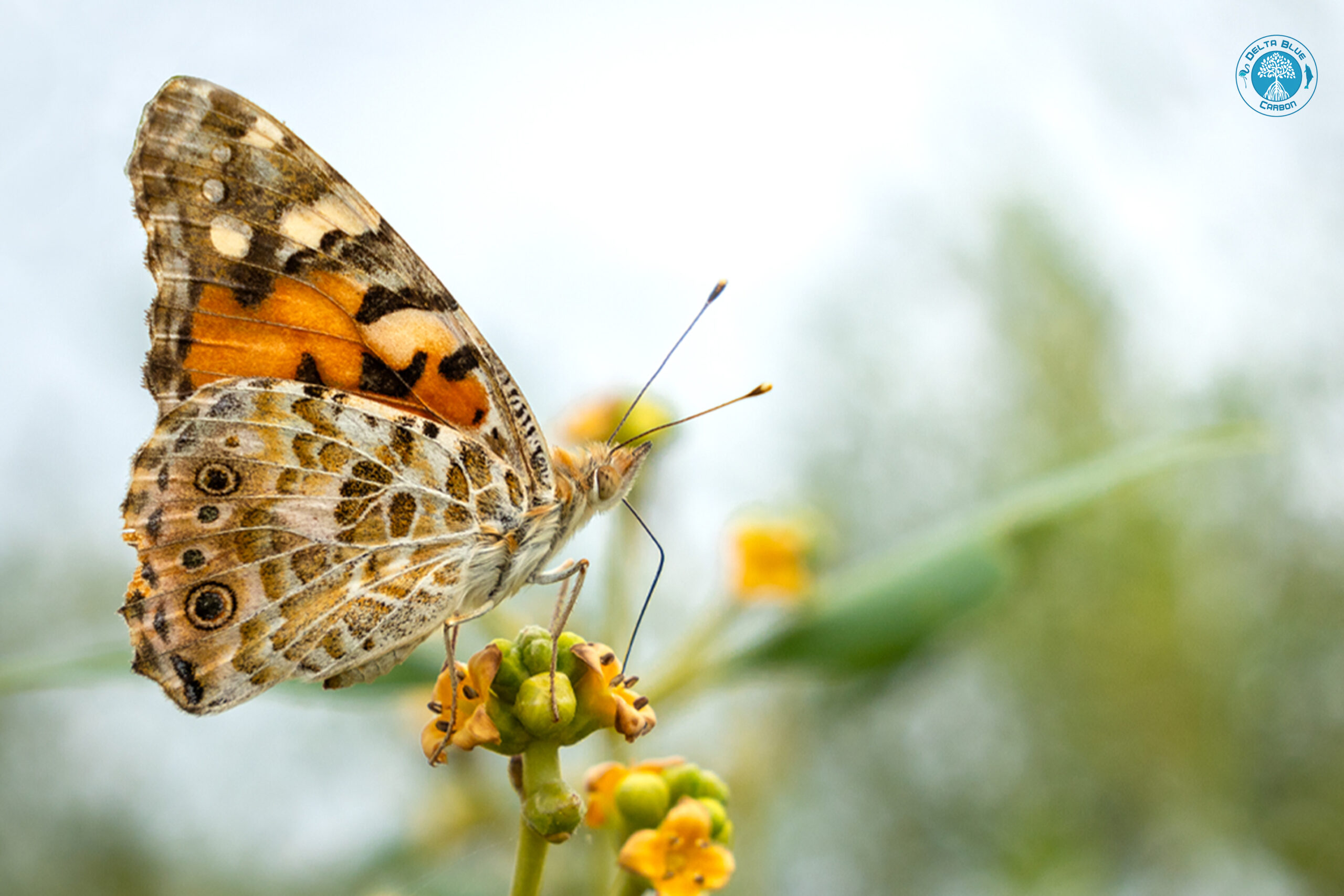 Painted Lady