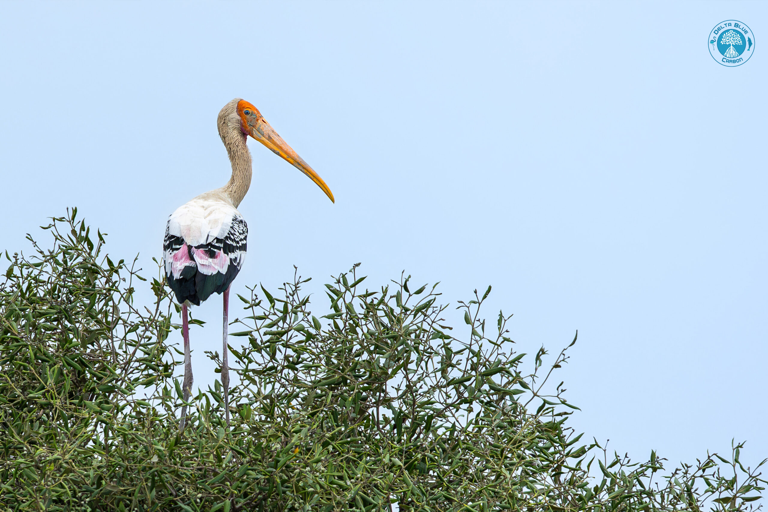 Painted-Stork