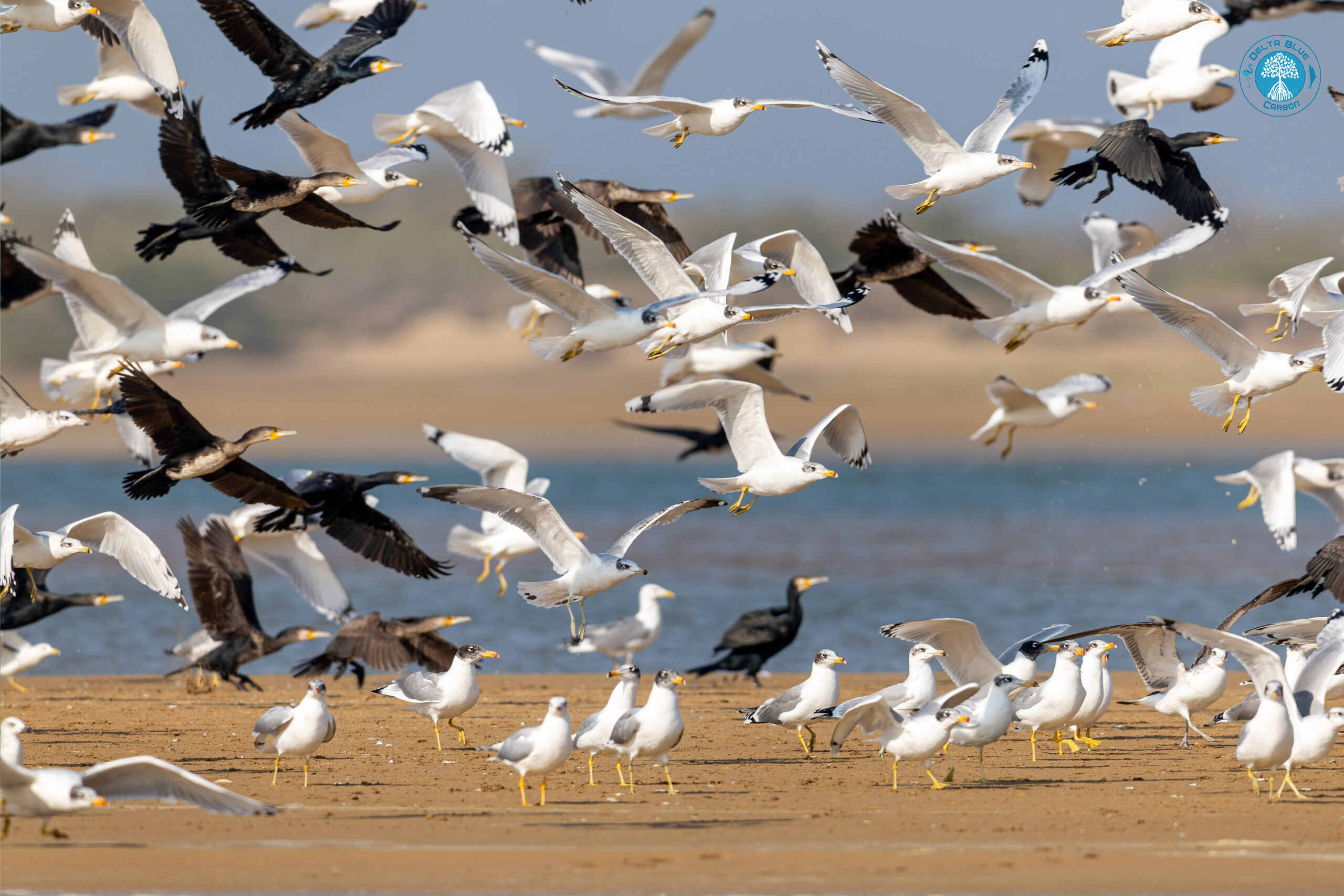 Pallas-Gull
