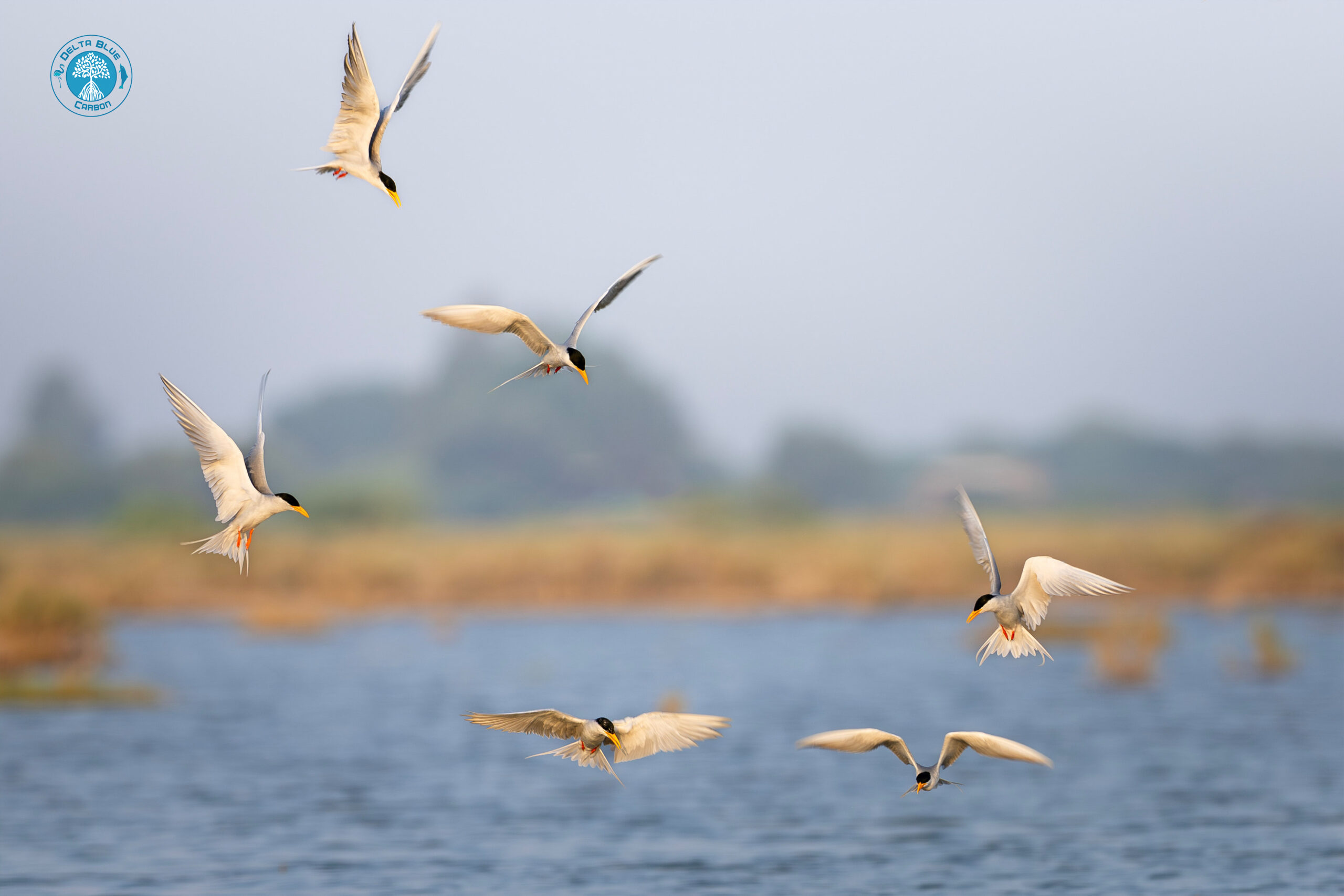 River-Terns