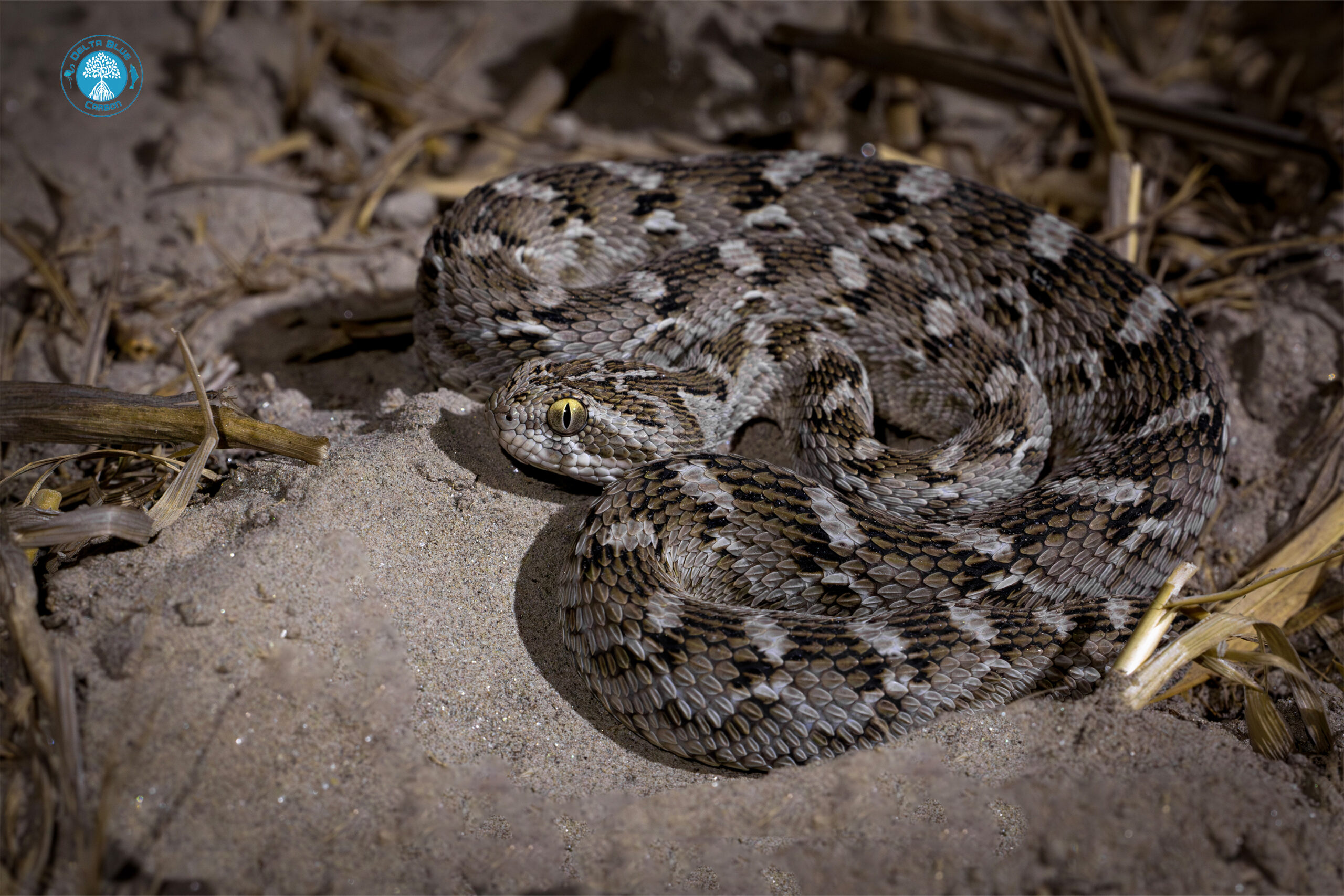 Saw-scaled-Viper