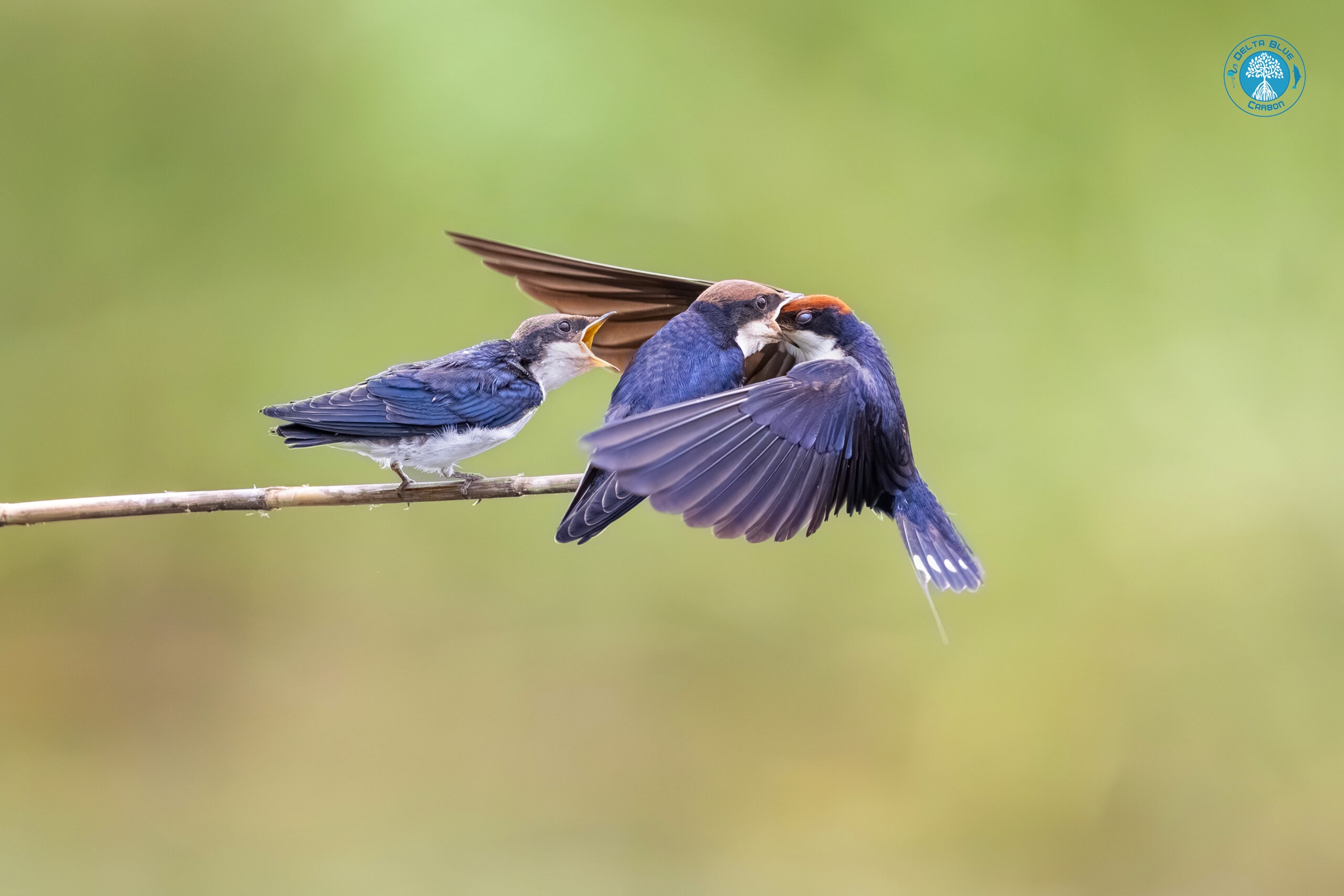 Wire-tailed-Swallow-2
