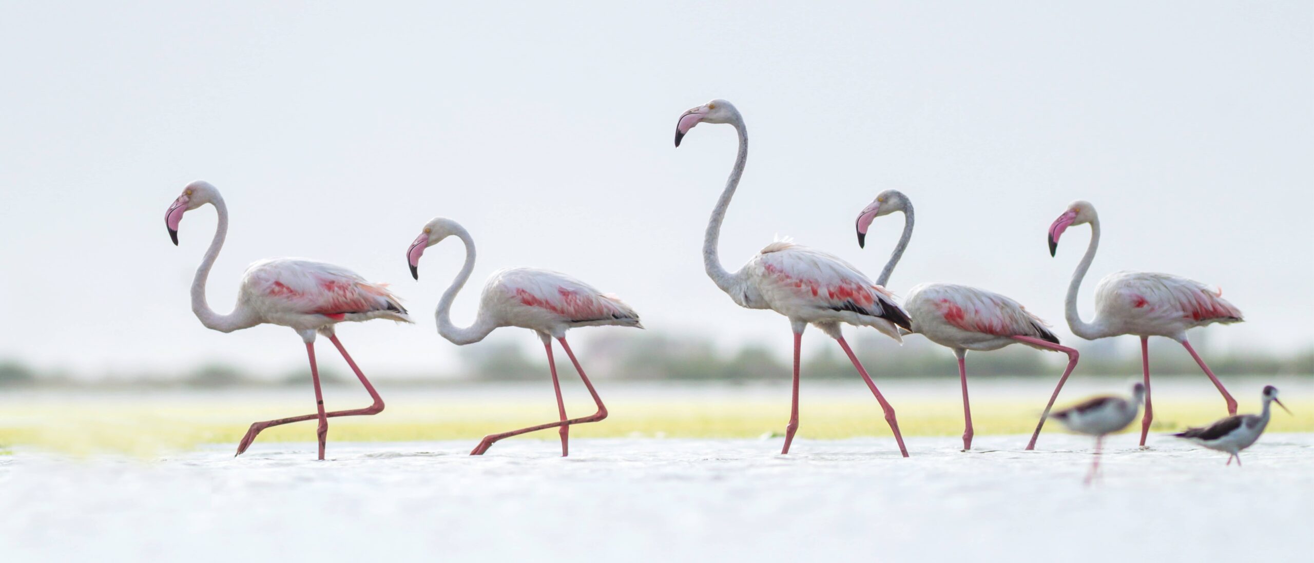Birds