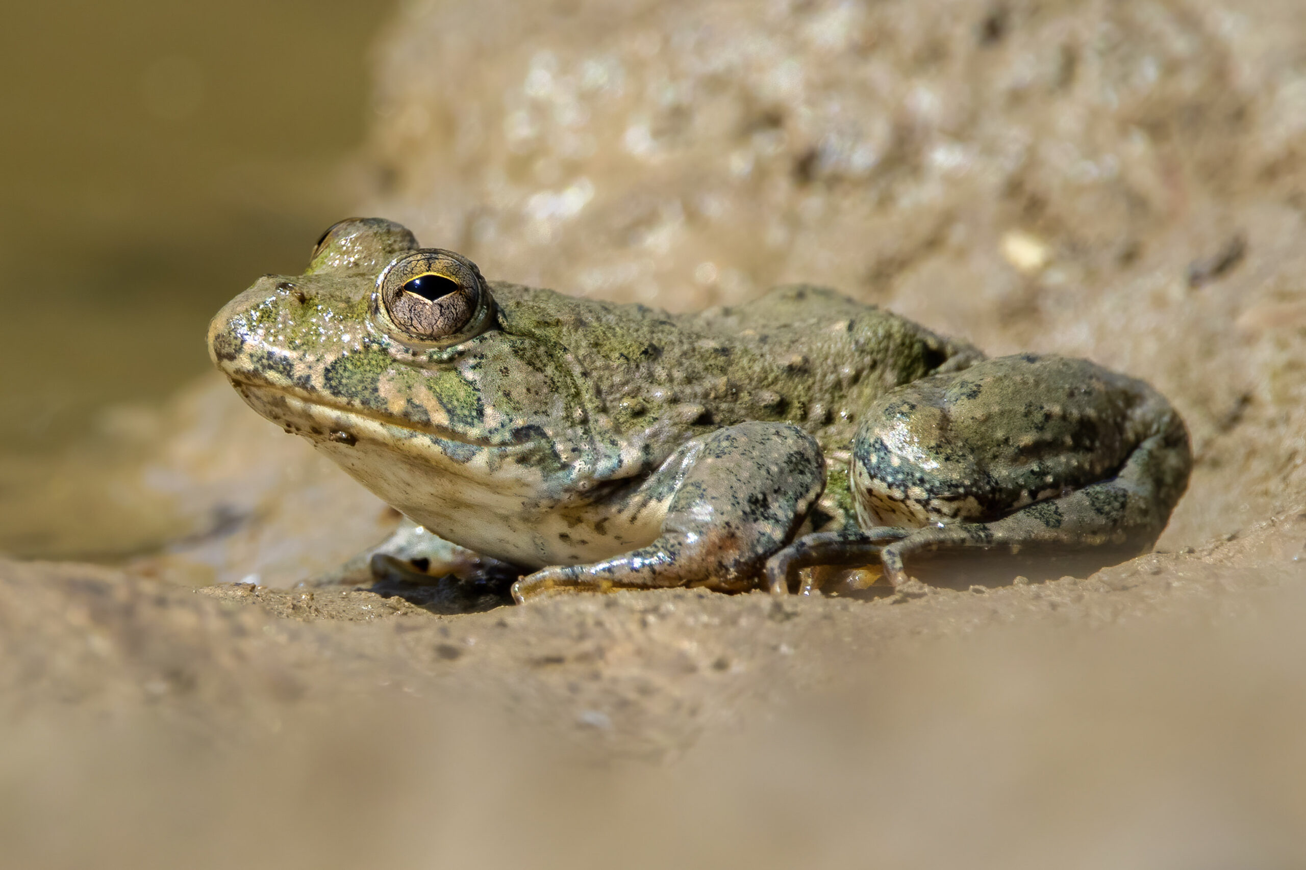 Amphibians