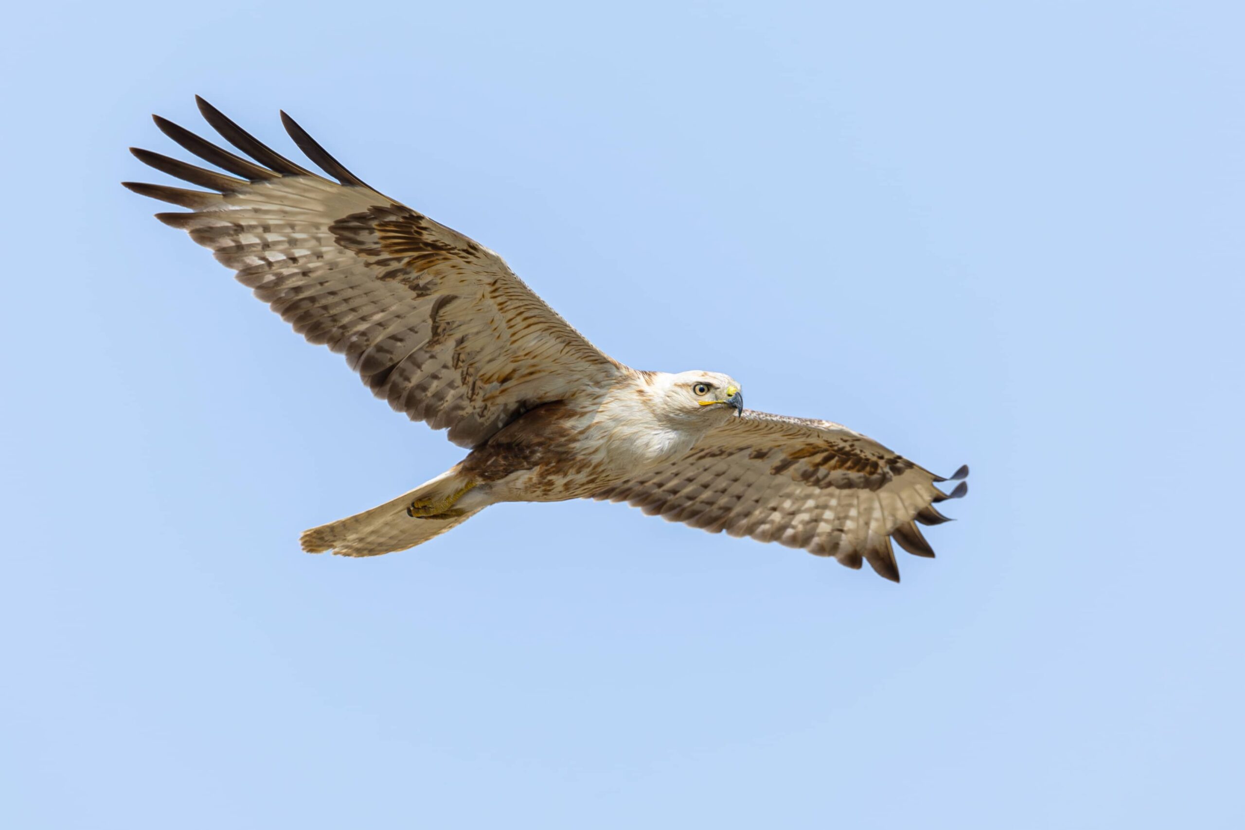 Steppe Eagle in the Indus Delta