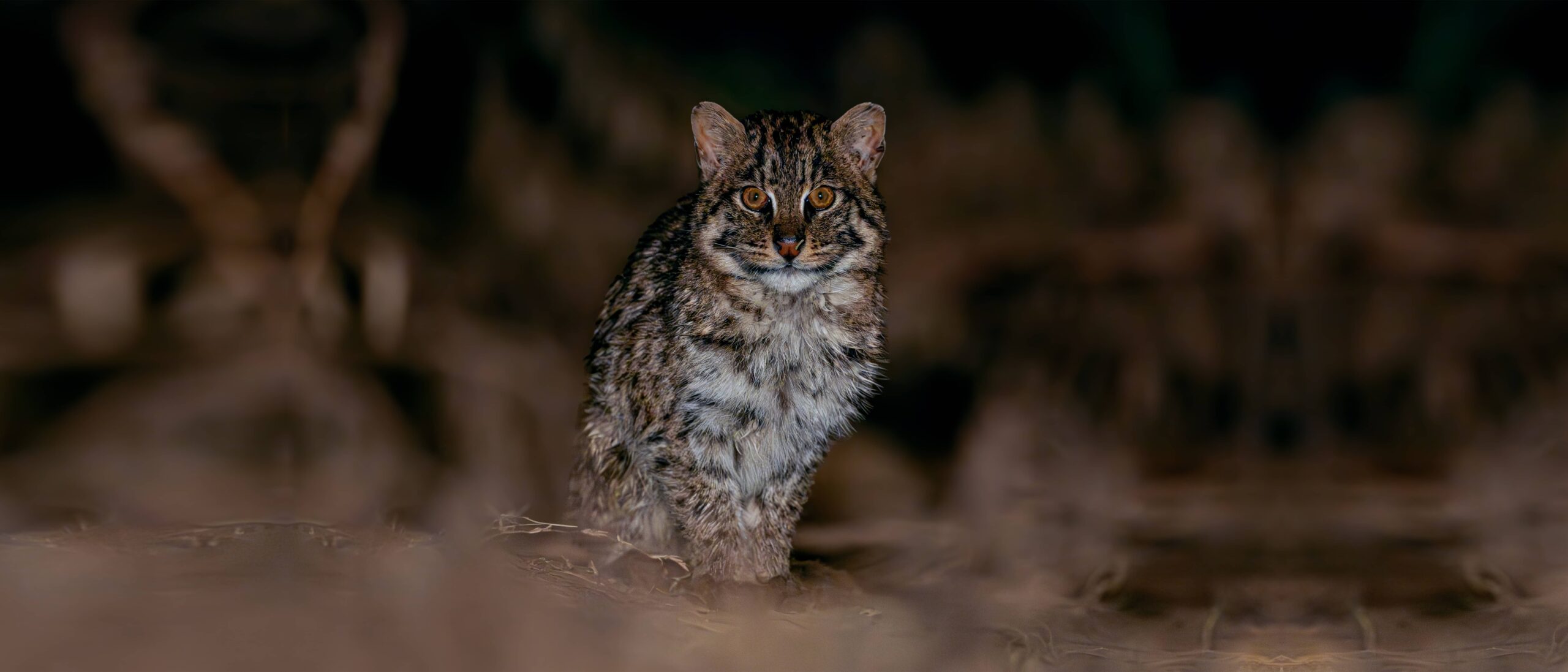 Mammals