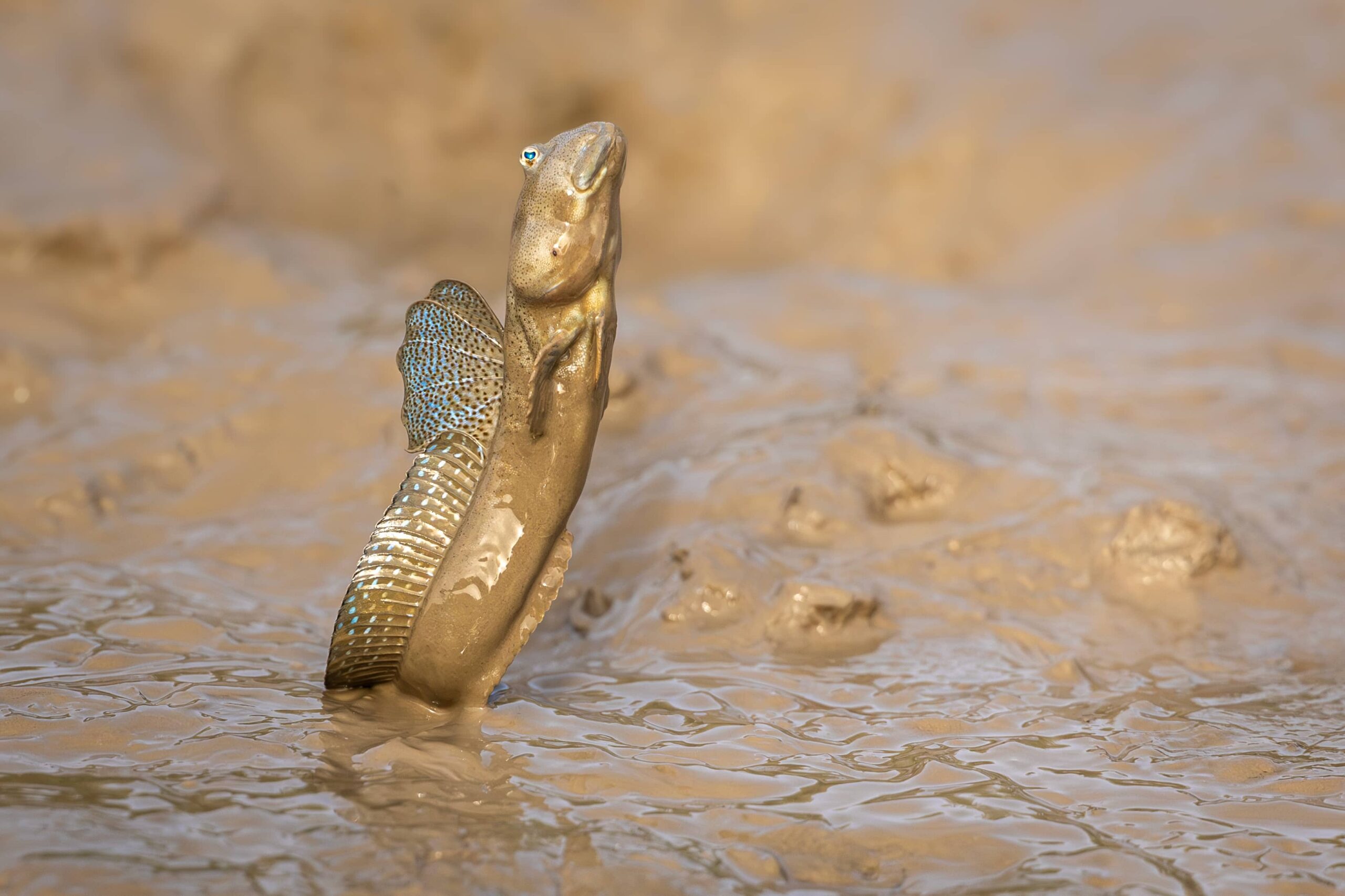 Indus Delta Wildlife