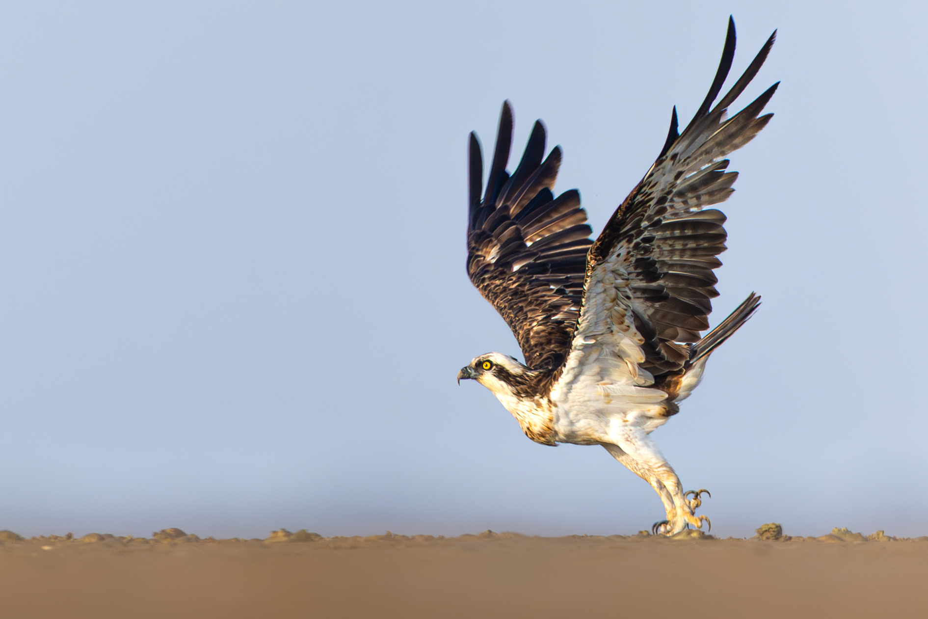 Steppe Eagle in the Indus Delta