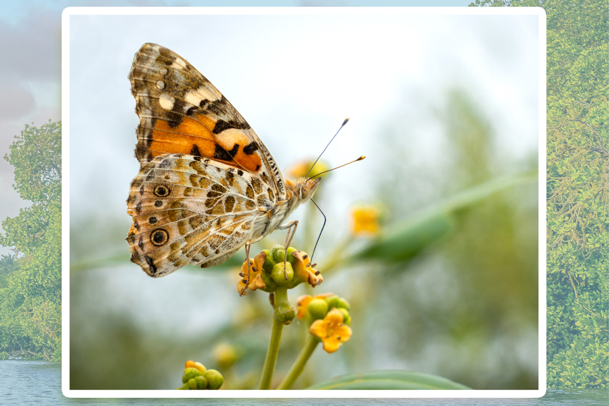 Painted Lady Butterfly