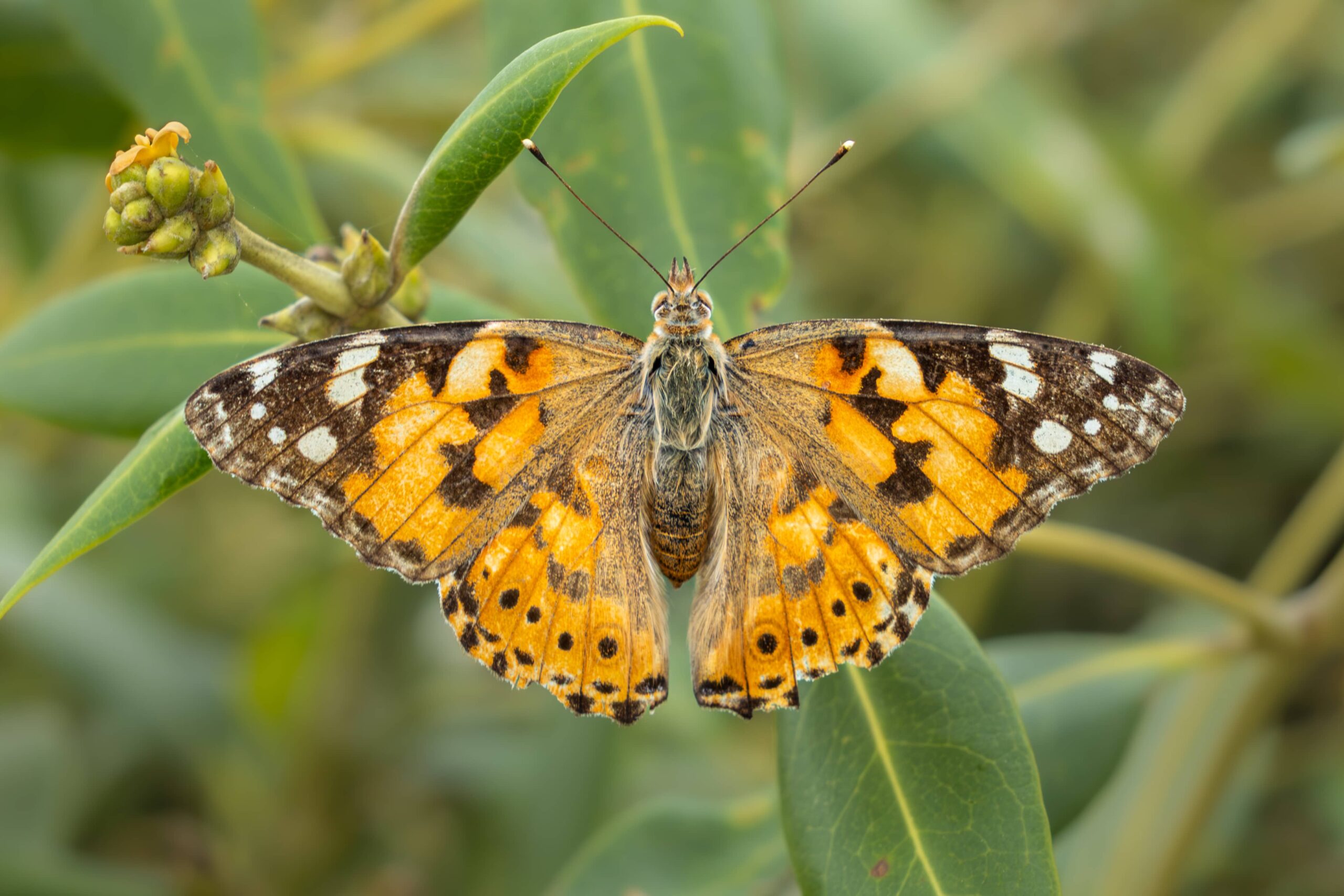 Butterflies