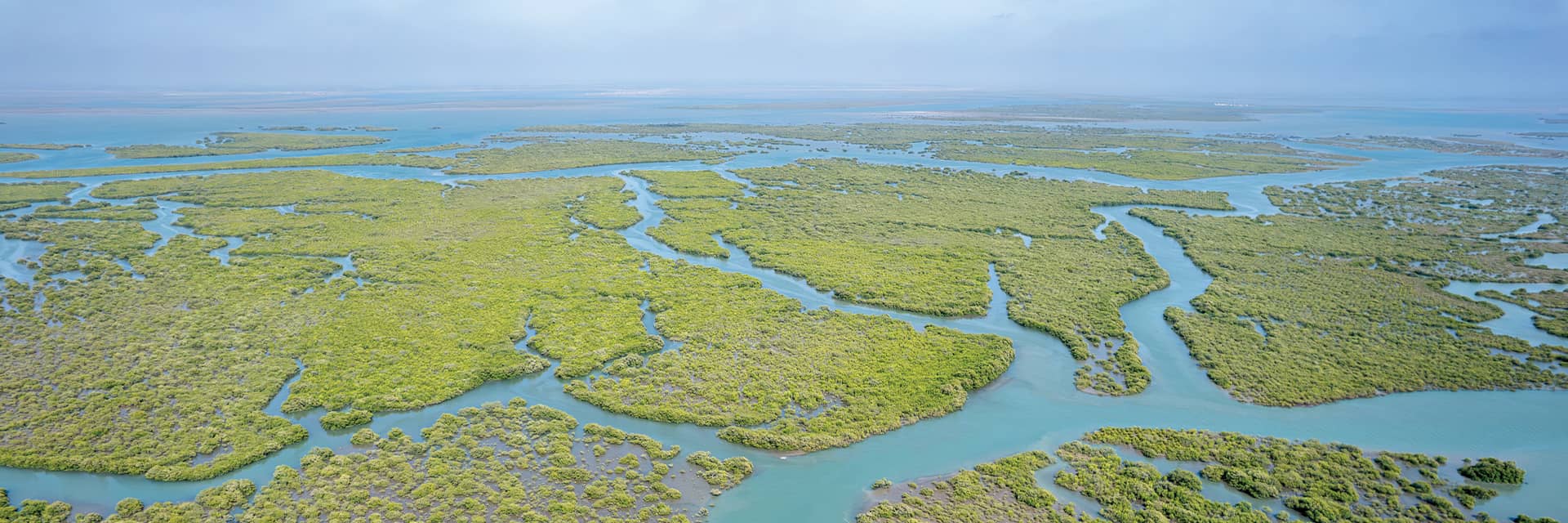 Indus Delta Mangroves