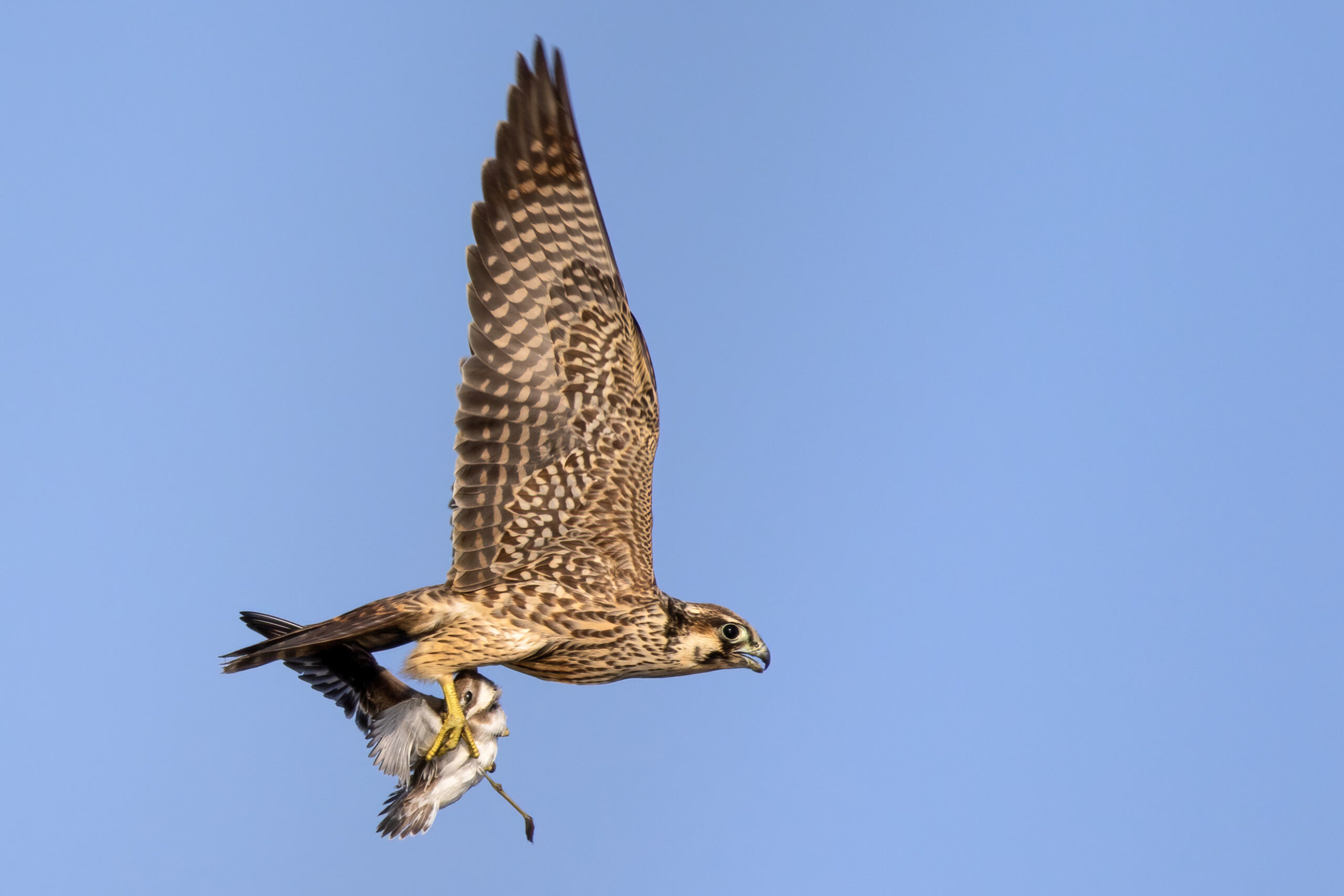 Steppe Eagle in the Indus Delta