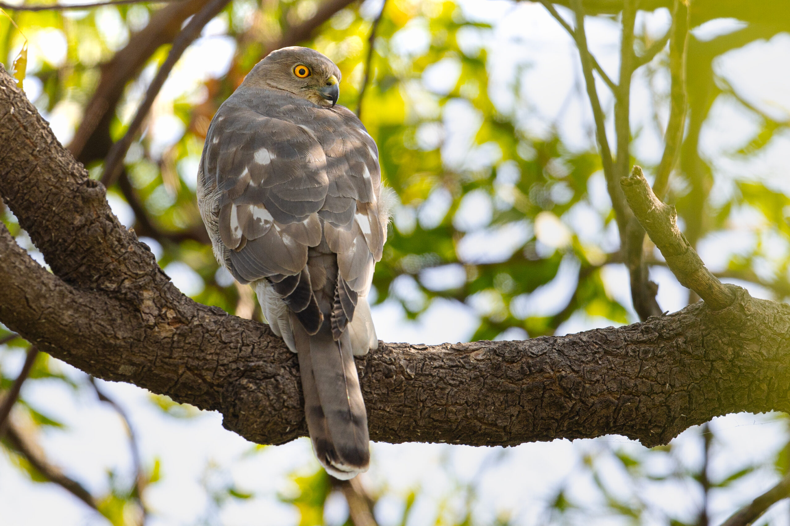 Steppe Eagle in the Indus Delta