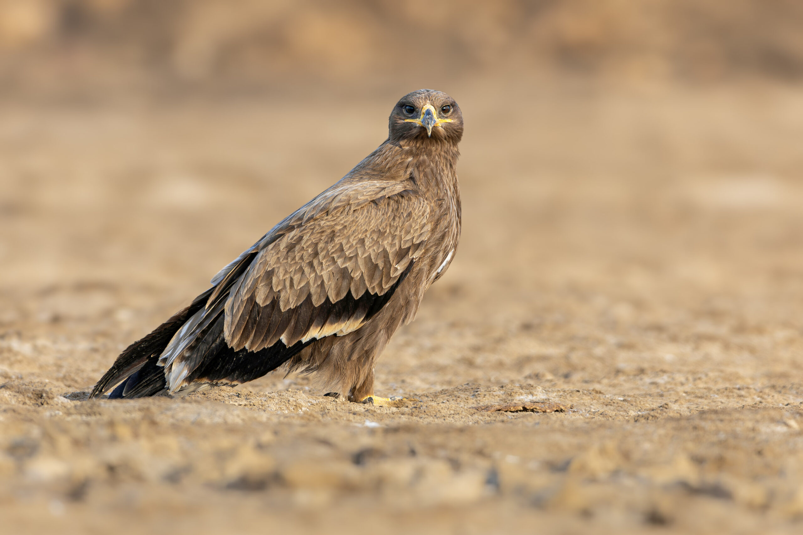Steppe Eagle in the Indus Delta