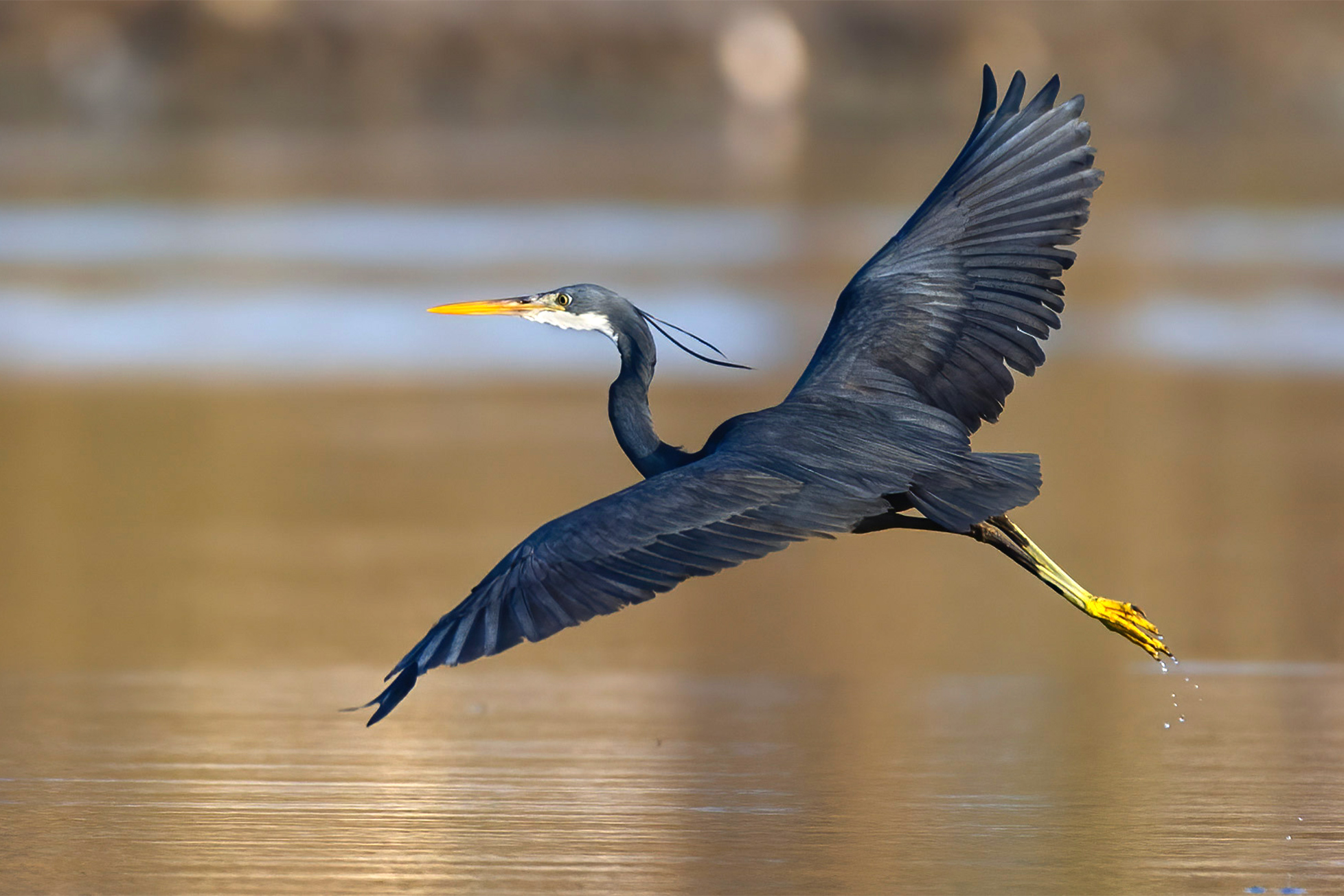 Steppe Eagle in the Indus Delta
