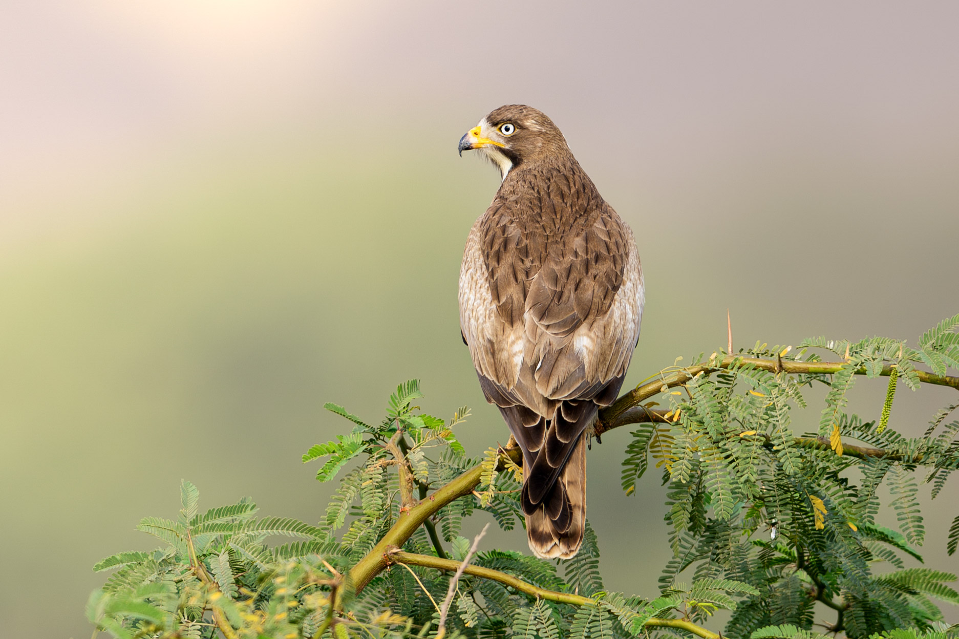 Steppe Eagle in the Indus Delta