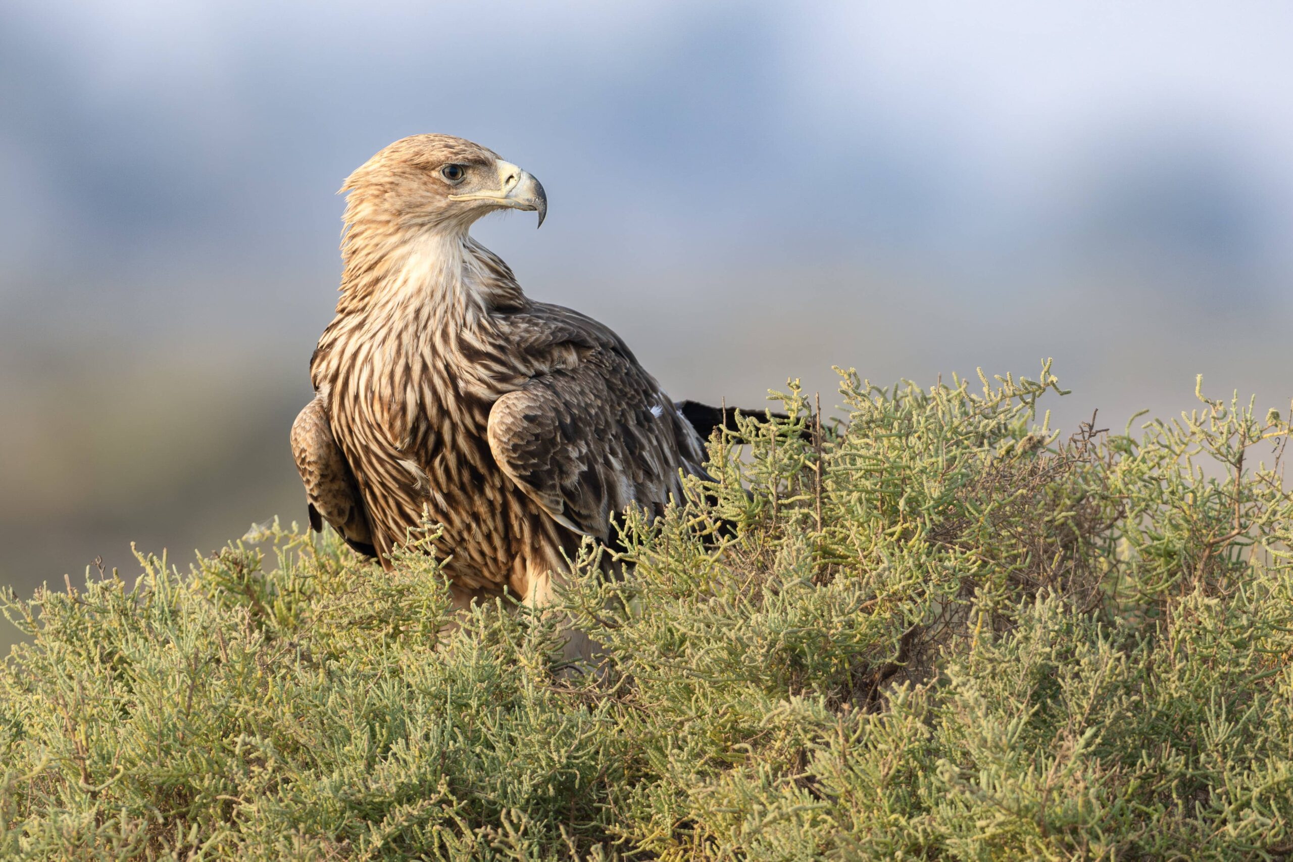Steppe Eagle in the Indus Delta