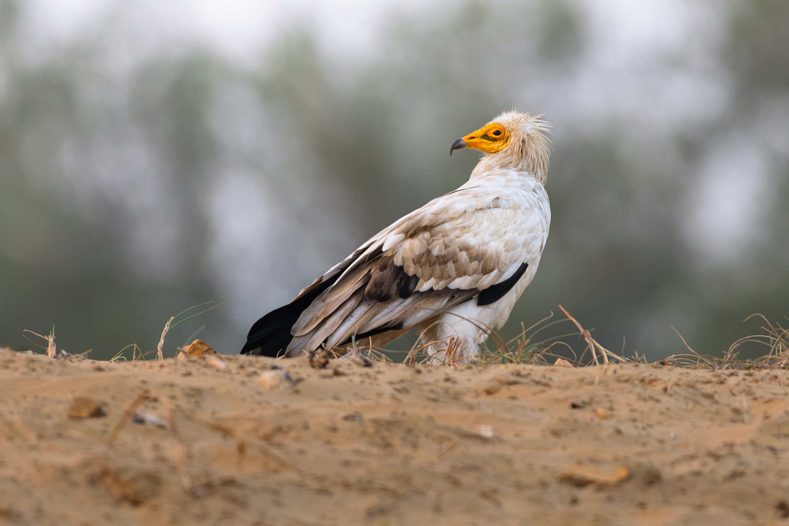 Steppe Eagle in the Indus Delta