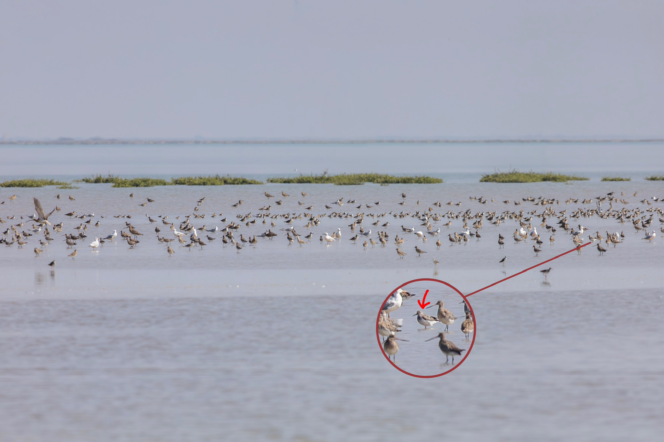 Great Knot