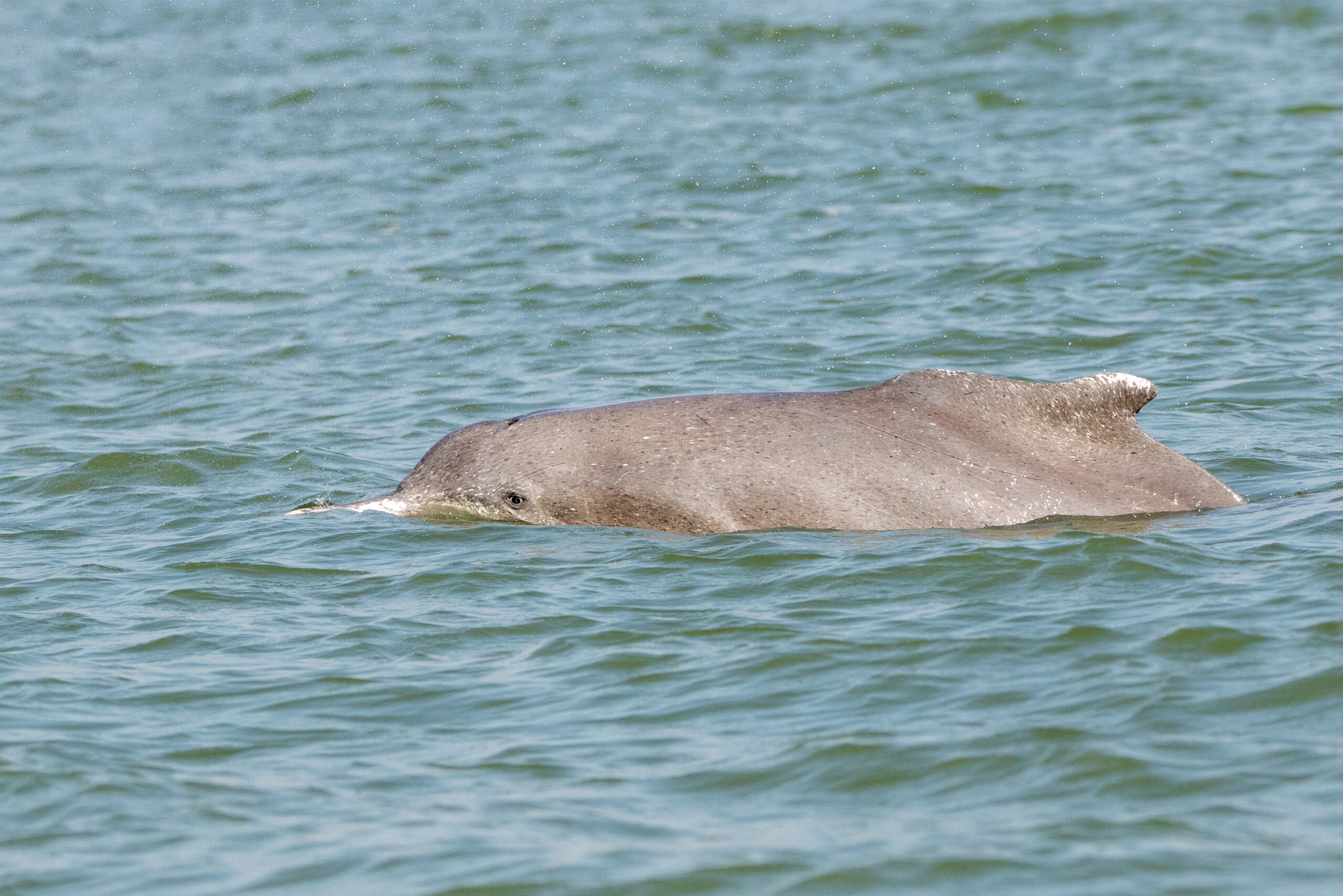 Indian Ocean Humpback Dolphin