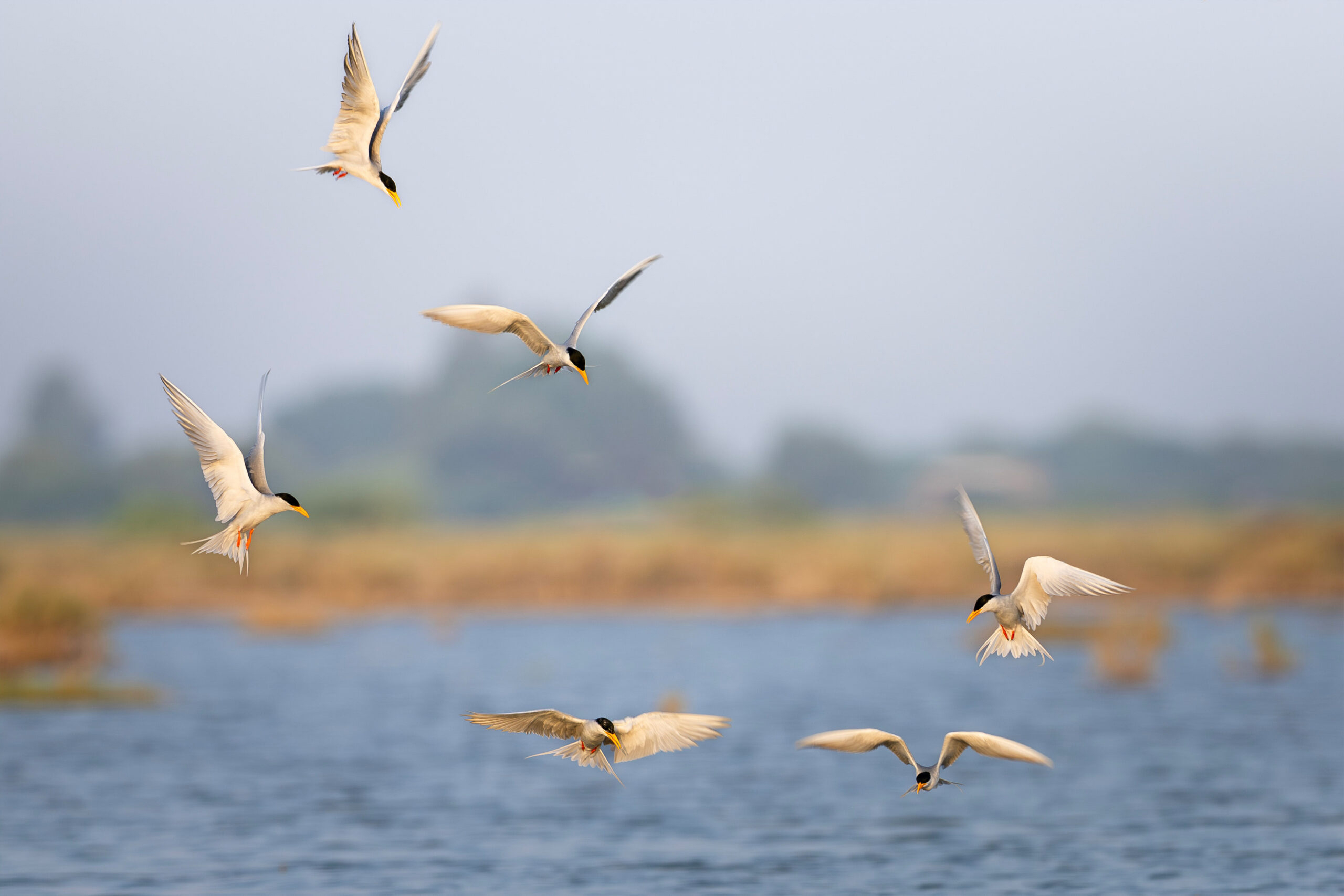River Tern