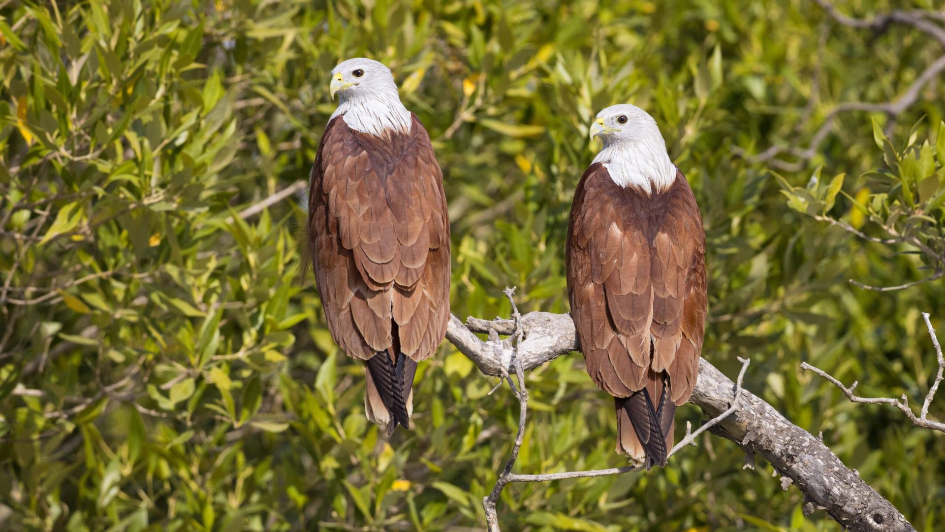 Brahminy Kite